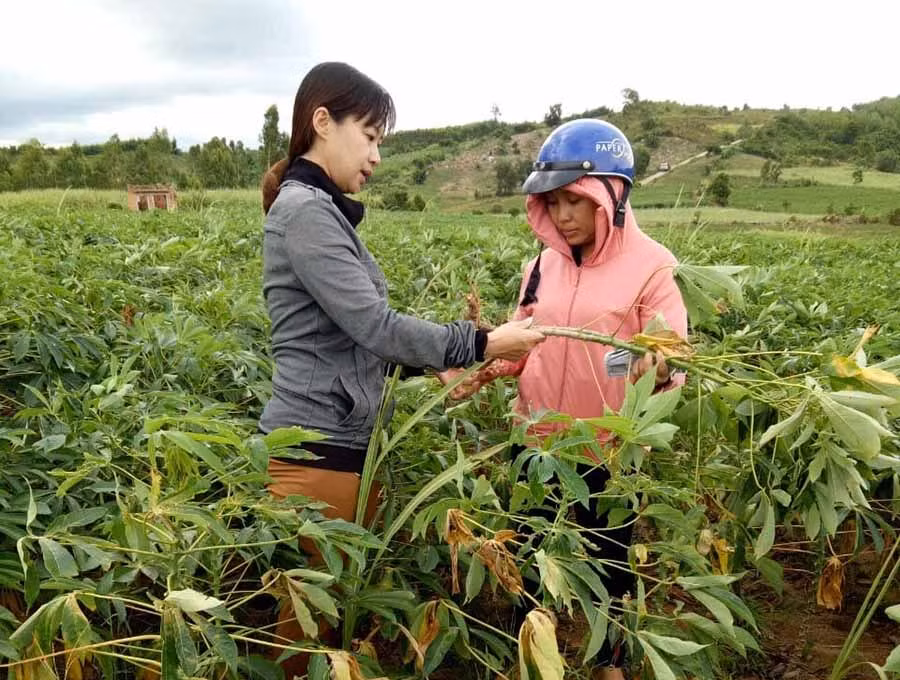  Cán bộ Trung tâm Dịch vụ nông nghiệp huyện Kbang hướng dẫn người dân phòng trừ sâu bệnh cho cây mì. Ảnh: L.N