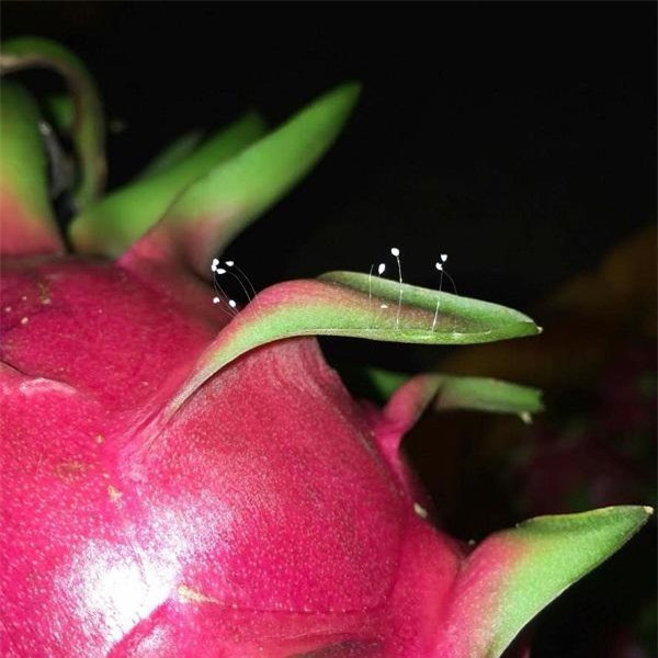 thậm chí là trên trái thanh long thực chất chỉ là một loại nấm dại. thậm chí là trên trái thanh long thực chất chỉ là một loại nấm dại.