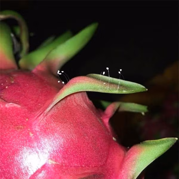 thậm chí là trên trái thanh long thực chất chỉ là một loại nấm dại.