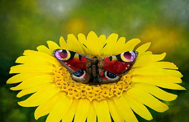 Thoạt nhìn, ai cũng nghĩ rằng tác phẩm là một bức tranh sơn dầu vẽ bướm đậu trên hoa, nhưng đó lại là người mẫu hóa thân - Ảnh: Caters News