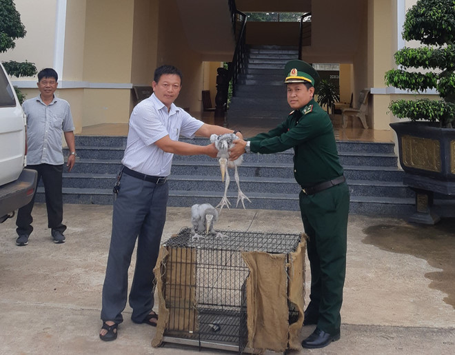 Đơn vị biên phòng bàn giao 2 cá thể chim già đẫy Java còn non cho Vườn quốc gia Yók Đôn chăm sóc hồi tháng 12.2019. ẢNH: VƯỜN QUỐC GIA YÓK ĐÔN CUNG CẤP