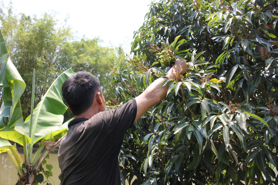 Trái cây trong "vườn rừng" của gia đình anh Đường khi thu hái luôn được giữ lại một phần để nuôi...chim trời. Ảnh: PL Trái cây trong
