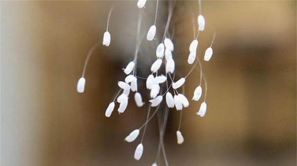 Hình ảnh hoa ưu đàm xuất hiện trên thanh sắt được phát hiện tại Hàn Quốc. Hình ảnh hoa ưu đàm xuất hiện trên thanh sắt được phát hiện tại Hàn Quốc.