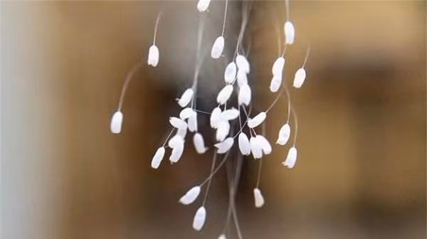  Hình ảnh hoa ưu đàm xuất hiện trên thanh sắt được phát hiện tại Hàn Quốc.