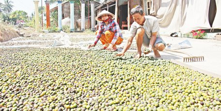 Trái cam non nhỏ bằng trái hạnh (trái tắc, trái quất) được vợ chồng anh Trọng mua về phơi khô.