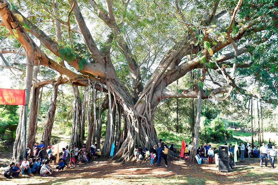 Cây đa di sản làng Ghè (xã Ia Dơk, huyện Đức Cơ). Ảnh: Đ.T Cây đa di sản làng Ghè (xã Ia Dơk, huyện Đức Cơ). Ảnh: Đ.T