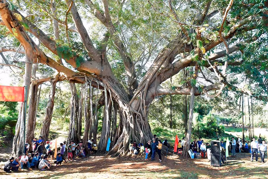  Cây đa di sản làng Ghè (xã Ia Dơk, huyện Đức Cơ). Ảnh: Đ.T