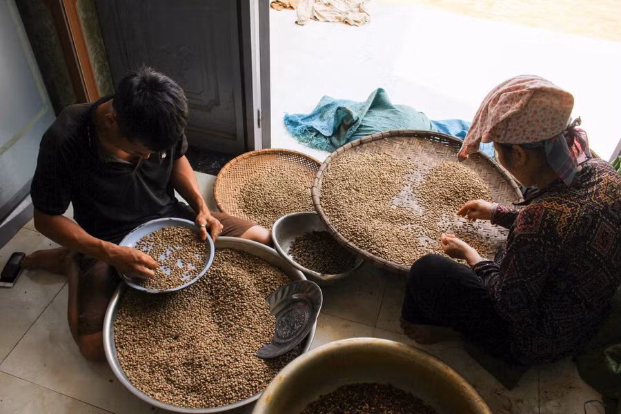  Anh Vũ Mạnh Đường phải thực hiện rất nhiều công đoạn để làm ra hạt cà phê đặc sản. (Ảnh: PL)