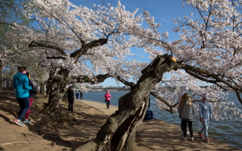 Người dân Mỹ có thể tham quan Lễ hội hoa anh đào qua internet. (Ảnh: AP)