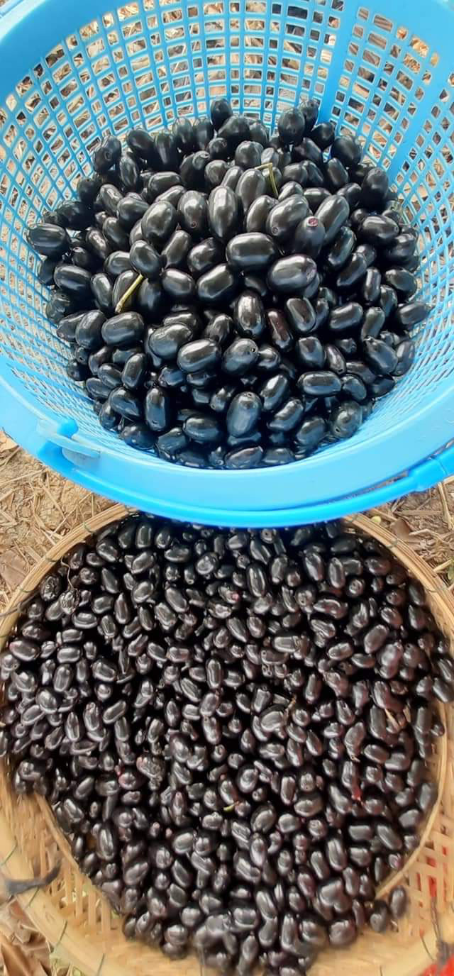 Trái trâm ngày nay là mặt hàng hiếm nên bán được giá cao