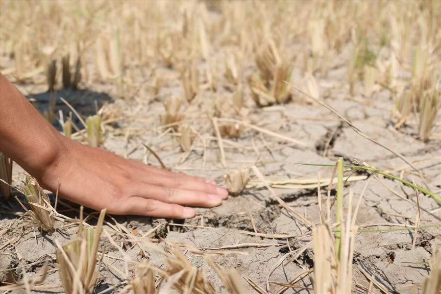 Đã có một diện tích lớn lúa nước ở huyện Krông Bông (Đắk Lắk) chết khô do không đủ nước tưới. Ảnh: B.T
