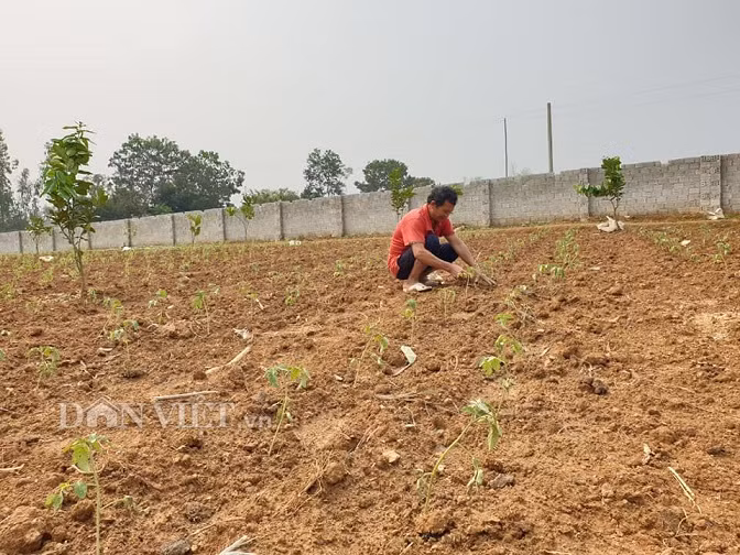 Ông Phi còn trồng thêm giống cà chua đỏ trên diện tích đất trồng màu của gia đình.