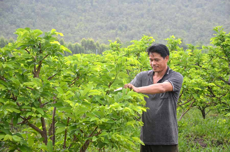 Vườn na dai của CCB Lê Viết Kỳ (xã Ia Rtô, thị xã Ayun Pa) cho thu nhập gần 1 tỷ đồng/năm. Ảnh: Đ.P Vườn na dai của CCB Lê Viết Kỳ (xã Ia Rtô, thị xã Ayun Pa) cho thu nhập gần 1 tỷ đồng/năm. Ảnh: Đ.P