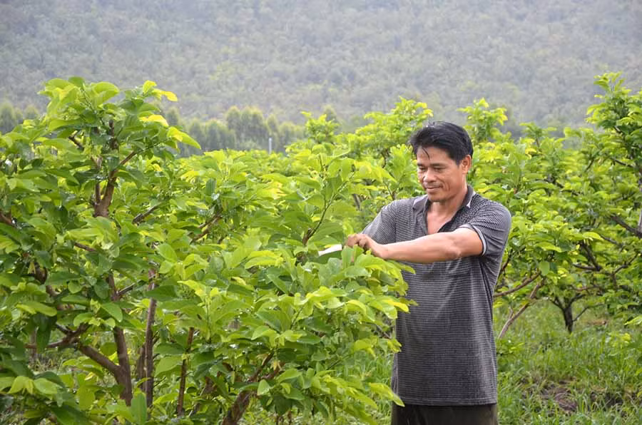  Vườn na dai của CCB Lê Viết Kỳ (xã Ia Rtô, thị xã Ayun Pa) cho thu nhập gần 1 tỷ đồng/năm. Ảnh: Đ.P