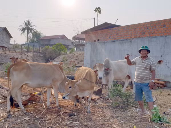 Không chỉ tích cực tham gia tuyên truyền vận đồng, già làng Đinh Văn Chiêm (làng Vơn, xã Yang Nam, huyện Kông Chro) còn là tấm gương trong lao động sản xuất, nuôi 20 con bò, trồng 5 sào lúa và gần 3 ha mỳ, mang lại thu nhập cho gia đình hơn 100 triệu đồng/năm. Ảnh: N.M