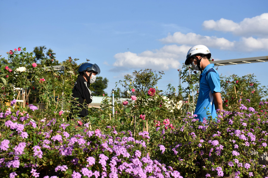 Thay vì đi chơi xa, nhiều người dân vui lễ tại những vườn hoa rực rỡ trong lòng thành phố. Ảnh: Trần Dung Nhiểu người dân vui lễ tại những vườn hoa rực rỡ trong lòng thành phố. Ả: Trần Dung
