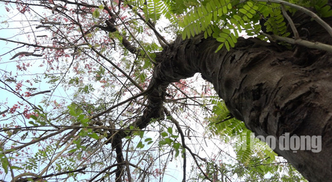 Bông ô môi nở rực