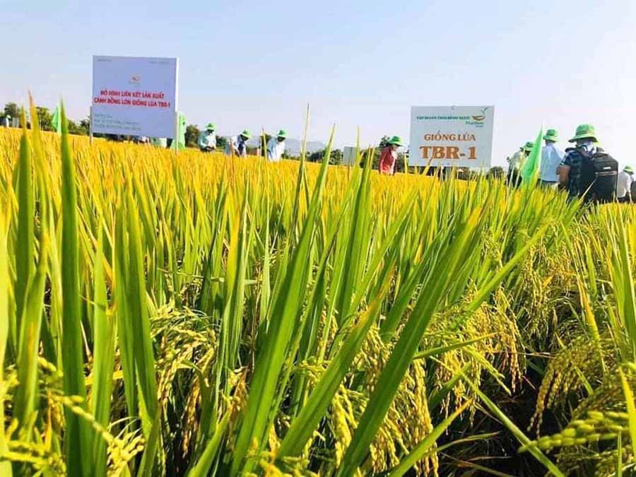 Lúa giống TBR1 cấp xác nhận do nông dân xã Chư Răng sản xuất được đanh sgias đạt chất lượng tốt. Ảnh: Đức Phương Lúa giống TBR1 cấp xác nhận do nông dân xã Chư Răng sản xuất được đanh sgias đạt chất lượng tốt. Ảnh: Đức Phương