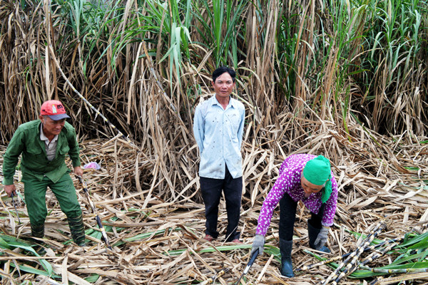 Cây mía ở Lơ Ku mang lại giá trị cao cho người dân nhiều năm mất mùa mất giá. Ảnh. H.T