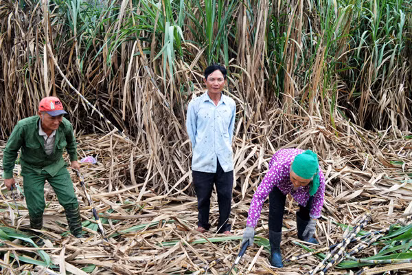 Cây mía ở Lơ Ku mang lại giá trị cao cho người dân nhiều năm mất mùa mất giá. Ảnh. H.T
