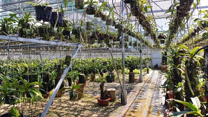 Các loại lan được trồng thành tầng, bài trí thành hàng từ cổng vào rất đẹp mắt.