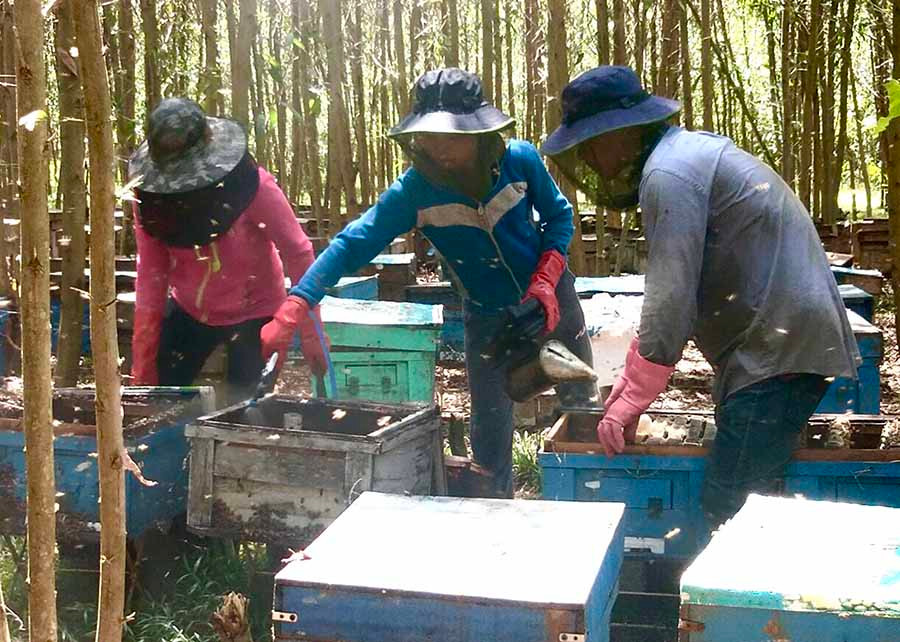 Công ty TNHH một thành viên Mật ong T-BEE (huyện Chư Pah) chỉ giữ lại một số ít lao động làm việc trong mùa dịch Covid-19. Ảnh: K.L  Công ty TNHH một thành viên Mật ong T-BEE (huyện Chư Pah) chỉ giữ lại một số ít lao động làm việc trong mùa dịch Covid-19. Ảnh: K.L