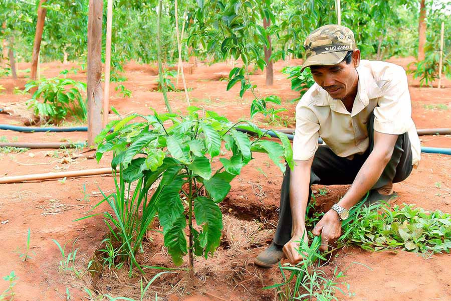 Sau cơn mưa chiều 11-4, người dân tranh thủ chăm sóc cây trồng. Ảnh: ĐỨC THỤY  Sau cơn mưa chiều 11-4, người dân tranh thủ chăm sóc cây trồng. Ảnh: ĐỨC THỤY