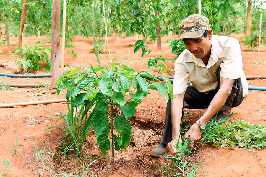  Sau cơn mưa chiều 11-4, người dân tranh thủ chăm sóc cây trồng. Ảnh: ĐỨC THỤY