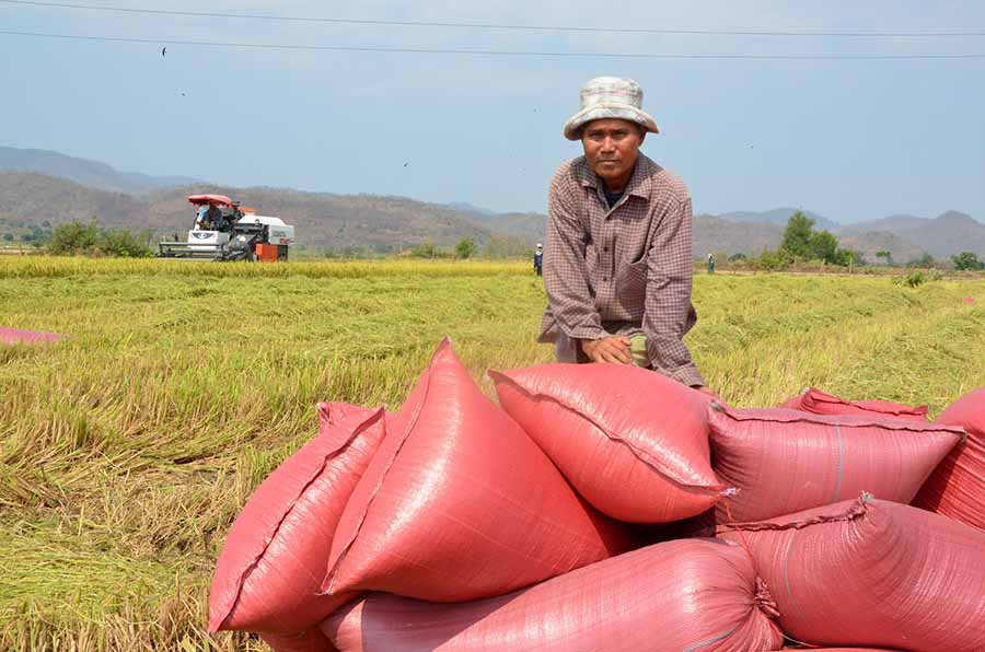 Ông Rô Beng phấn khởi thu vụ lúa bội thu trên cánh đồng buôn Hoang. Ảnh: Đức Phương