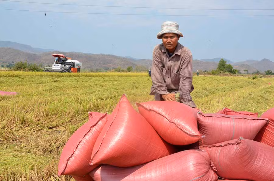 Ông Rô Beng phấn khởi thu vụ lúa bội thu trên cánh đồng buôn Hoang. Ảnh: Đức Phương