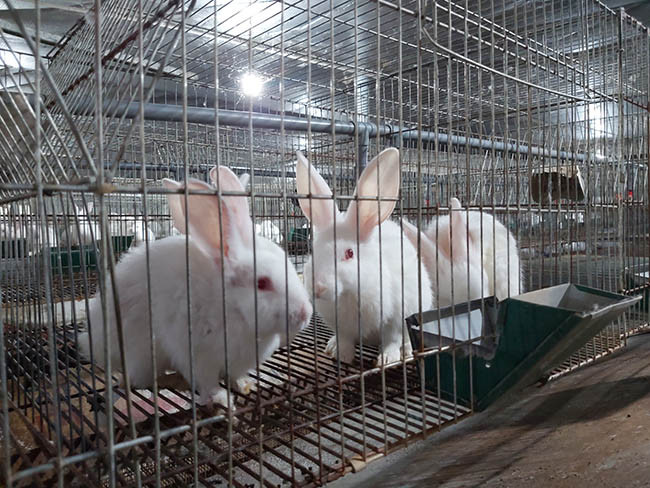 Ngoài xuất bán thỏ thịt, trang trại của anh Định cũng cung cấp thỏ giống, giá từ 70.000 - 100.000 đồng/kg. Để chủ động được đầu ra, anh Định đã ký hợp đồng xuất bán thỏ thịt và thỏ giống với HTX chăn nuôi Tam Đảo (Vĩnh Phúc). Ảnh: Đình Quân.