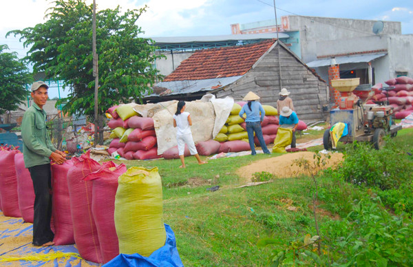 Được mùa, lúa chất “ngập” từ nhà ra ngõ. Ảnh: Đ.P