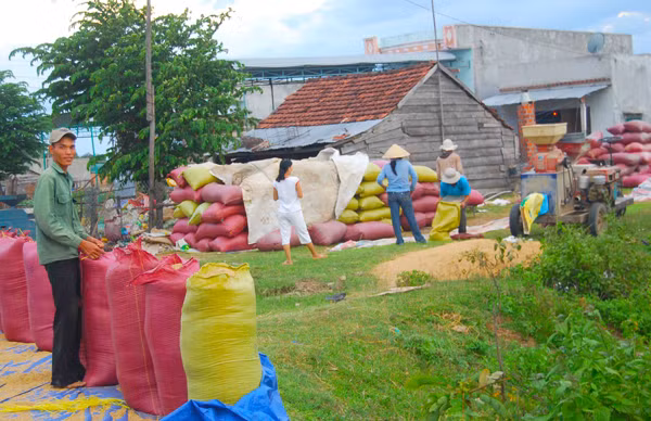 Được mùa, lúa chất “ngập” từ nhà ra ngõ. Ảnh: Đ.P