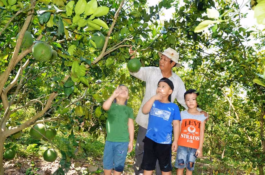 Ông Nguyễn Anh Chính vui cùng các cháu trong vườn cây trĩu quả. Ảnh: Đức Phương