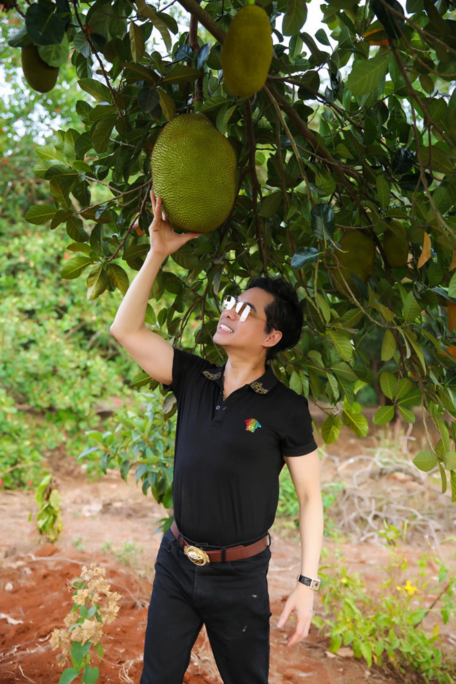 Khu vườn tại Lâm Đồng có diện tích khá lớn nên anh phải thuê người chăm sóc. Thỉnh thoảng, nam ca sĩ đến đây để chăm sóc cây và thu hoạch nông sản. ẢNH: TỬ VĂN
