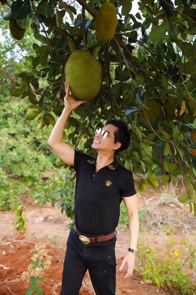 Khu vườn tại Lâm Đồng có diện tích khá lớn nên anh phải thuê người chăm sóc. Thỉnh thoảng, nam ca sĩ đến đây để chăm sóc cây và thu hoạch nông sản. ẢNH: TỬ VĂN