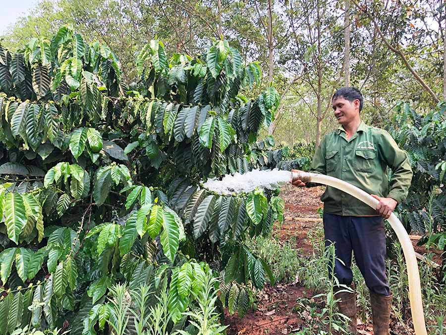 Anh Hùng đang tưới nước cho vườn cà phê nhận khoán Ảnh: Phương Dung