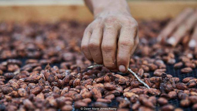 Theo nghiên cứu khảo cổ, người Châu Mỹ bắt đầu trồng cây cacao lấy hạt từ 3.000 năm về trước. Theo nghiên cứu khảo cổ, người Châu Mỹ bắt đầu trồng cây cacao lấy hạt từ 3.000 năm về trước.