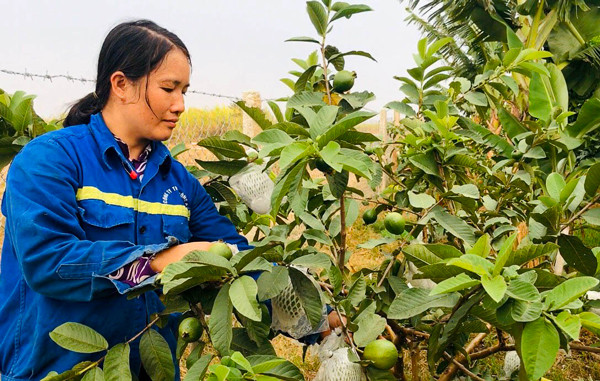 Mùa dịch, gia đình chị Nguyễn Thị Dung (thôn 3, xã Thành An, thị xã An Khê) thu về gần 10 triệu đồng mỗi tháng từ 100 cây ổi. Ảnh: T.D