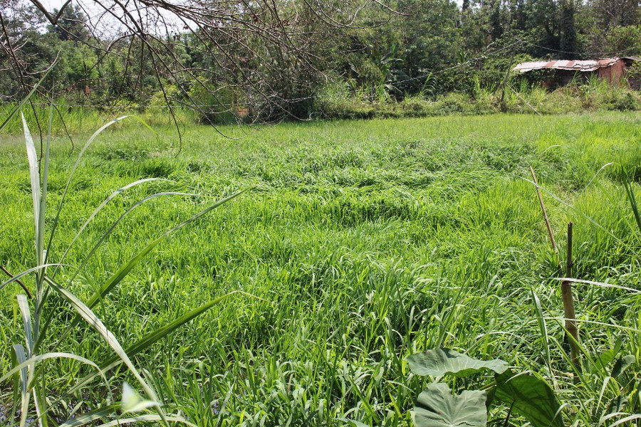 4 sào ruộng lúa cung cấp gạo sạch, gạo hữu cơ cho gia đình anh Đường thường xuyên ngập cỏ và lúa trời. (Ảnh: PL) 4 sào ruộng lúa cung cấp gạo sạch, gạo hữu cơ cho gia đình anh Đường thường xuyên ngập cỏ và lúa trời. (Ảnh: PL)