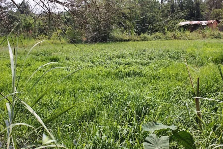 4 sào ruộng lúa cung cấp gạo sạch, gạo hữu cơ cho gia đình anh Đường thường xuyên ngập cỏ và lúa trời. (Ảnh: PL)