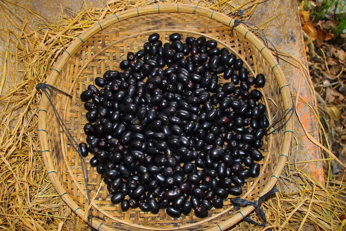 Vì số lượng ít nên trái trâm được thị trường các tỉnh ưa chuộng