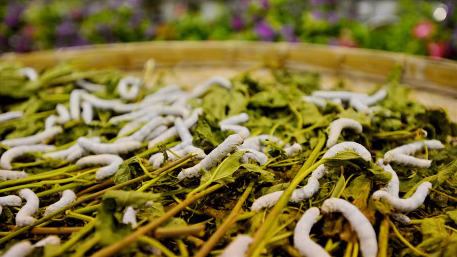  Tằm ăn lá dâu. Ảnh: Thái Hoàng