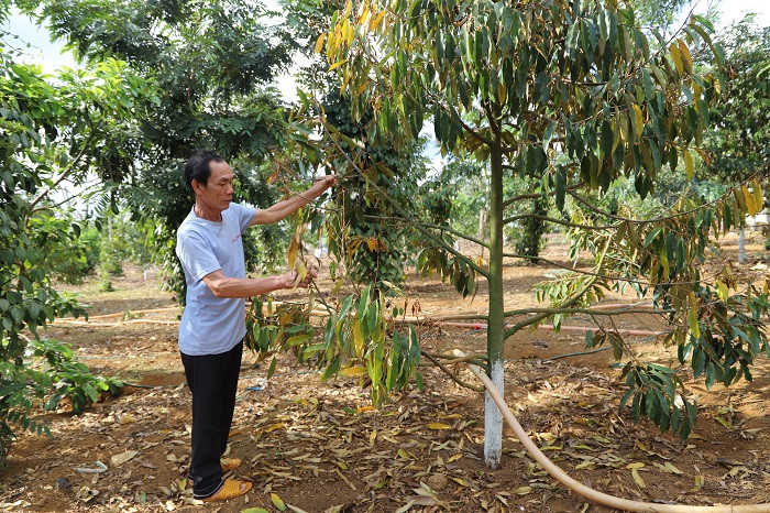 Những cây sầu riêng của gia đình bà Phượng đang rụng lá, khô cành, chết dần. Những cây sầu riêng của gia đình bà Phượng đang rụng lá, khô cành, chết dần.
