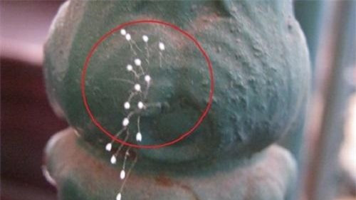 Nhiều người tin rằng đây là Ưu Đàm Bà La Hoa trong truyền thuyết Phật Giáo mà chỉ 3.000 năm mới khai nở một lần. Nhiều người tin rằng đây là Ưu Đàm Bà La Hoa trong truyền thuyết Phật Giáo mà chỉ 3.000 năm mới khai nở một lần.