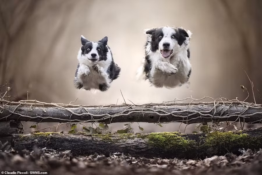  Nhiếp ảnh gia người Italia muốn ghi lại “tâm hồn của các loài vật thông qua đôi mắt của chúng” đã chụp rất nhiều bức ảnh hoạt động của các chú chó trong đó có cặp chó Leep và Chester này.
