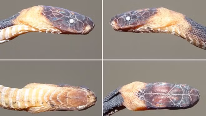 Loài rắn má mới được các nhà khoa học phát hiện tại Việt Nam - Ảnh Thomas Ziegler