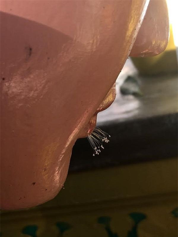 Sau đó, loài hoa này liên tục được phát hiện tại nhiều ngôi chùa tại các nước trên thế giới, trong đó có Việt Nam. Sau đó, loài hoa này liên tục được phát hiện tại nhiều ngôi chùa tại các nước trên thế giới, trong đó có Việt Nam.