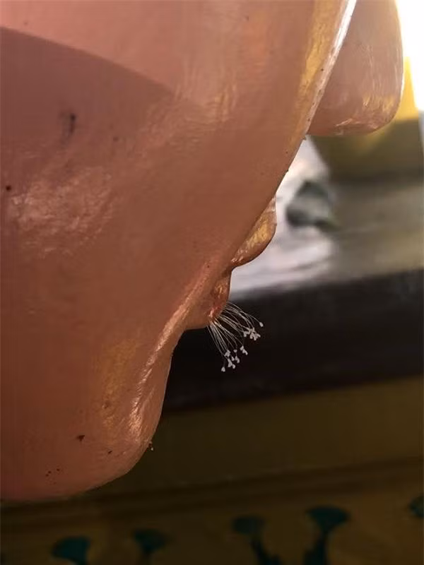  Sau đó, loài hoa này liên tục được phát hiện tại nhiều ngôi chùa tại các nước trên thế giới, trong đó có Việt Nam.