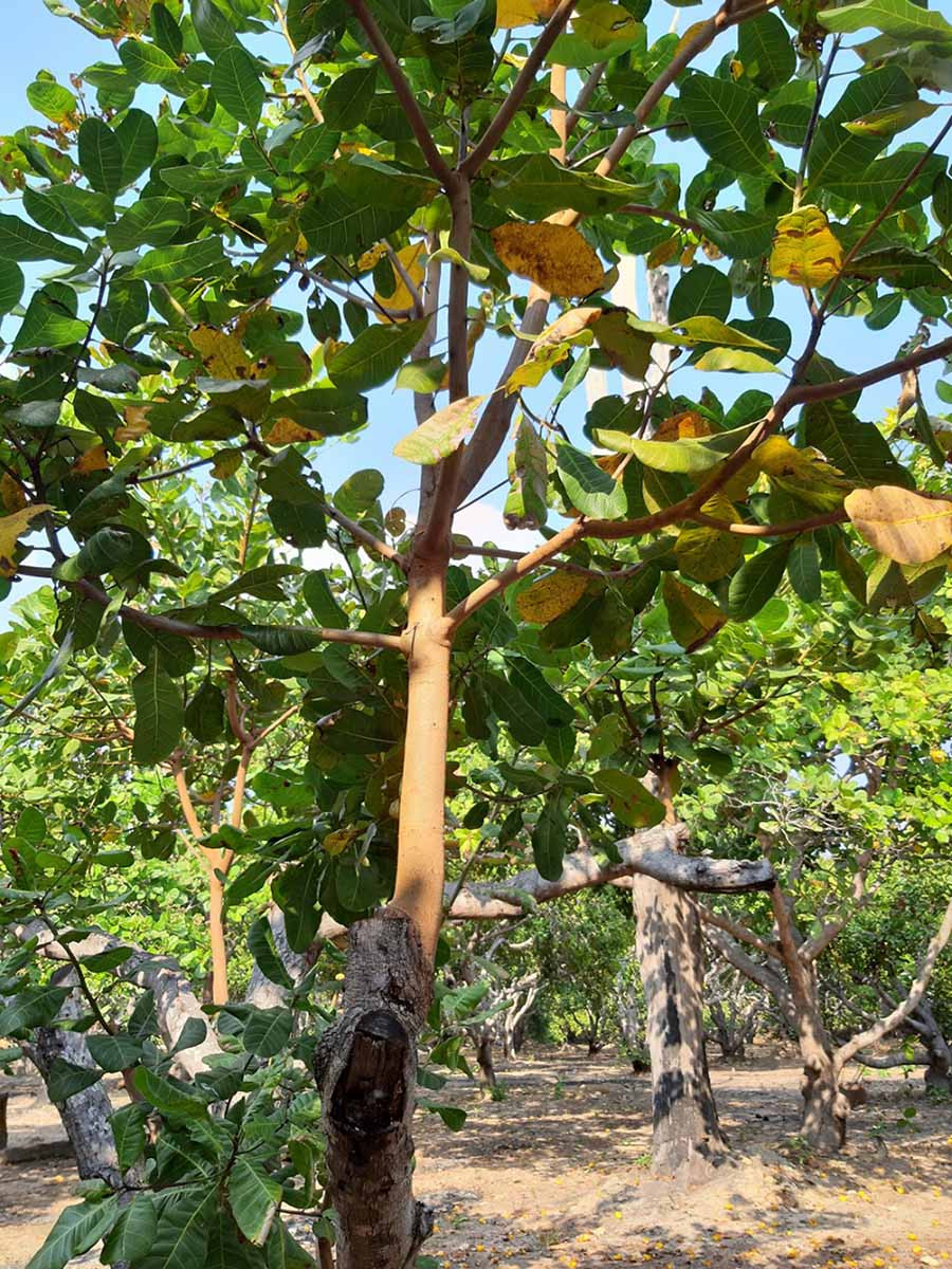 Những cây điều sau khi ghép phát triển rất nhanh. Ảnh: Hà Phương Những cây điều sau khi ghép phát triển rất nhanh. Ảnh: Hà Phương